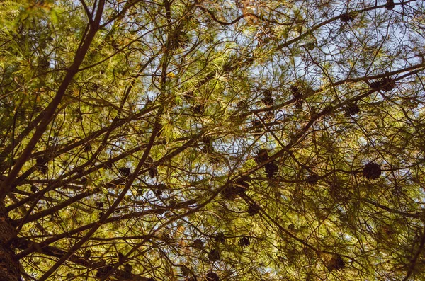 Dedaunan emas musim gugur yang indah, latar belakang hutan Lansekap — Stok Foto