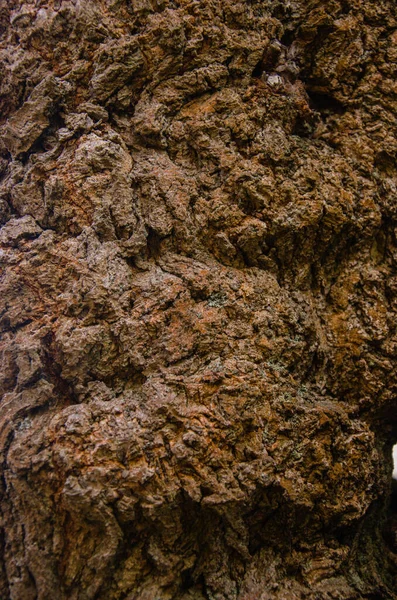 Madeira selvagem superfície textura envelhecido realista closeup — Fotografia de Stock