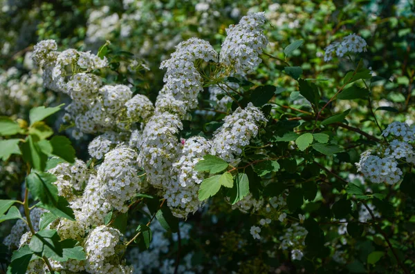 Természet Textúra Fehér Virágok Tavasszal Kiváló Minőségű Fénykép — Stock Fotó
