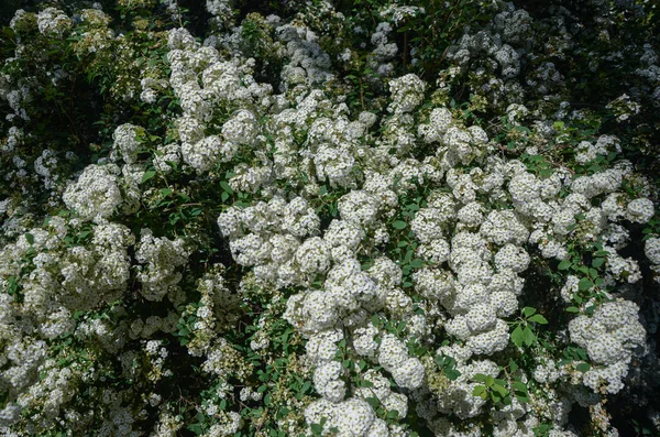 Textura Natureza Flores Brancas Primavera Foto Alta Qualidade — Fotografia de Stock