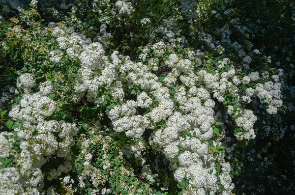 春に白い花の自然な質感 高品質の写真 — ストック写真