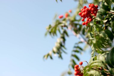 Mavi gökyüzünün arka planında kırmızı böğürtlenli bir Rowan dalı. Sonbahar ve doğal arkaplan. Uzayı kopyala.