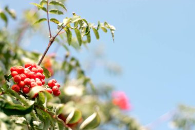 Mavi gökyüzünün arka planında kırmızı böğürtlenli bir Rowan dalı. Sonbahar ve doğal arkaplan. Uzayı kopyala.