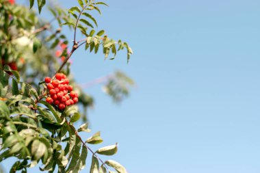 Mavi gökyüzünün arka planında kırmızı böğürtlenli bir Rowan dalı. Sonbahar ve doğal arkaplan. Uzayı kopyala.