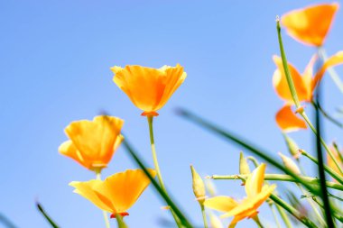 Eschscholzia California 'nın sarı çiçekleri mavi bir arka planda. Çiçek doğal arkaplan. Yazı için boşluk kopyala.