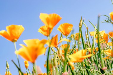 Eschscholzia California 'nın sarı çiçekleri mavi bir arka planda. Çiçek doğal arkaplan. Daha sığ bir alan derinliği olan seçici bir odak noktası..