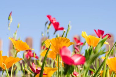 Escholzia Californica 'nın sarı çiçekleri ve arka planda Linum Grandiflorum' un kırmızı çiçekleri. Çiçek doğal arkaplan. Uzayı kopyala, sığ alan derinliği ile seçici odaklanma.