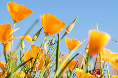 Eschscholzia California 'nın sarı çiçekleri mavi bir arka planda. Çiçek doğal arkaplan. Uzayı kopyala, sığ alan derinliğine sahip seçici odak..