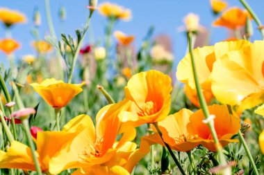 Eschscholzia California 'nın sarı çiçekleri mavi bir arka planda. Çiçek doğal arkaplan. Daha sığ bir alan derinliği olan seçici bir odak noktası..