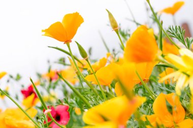 Escholzia Californica 'nın sarı çiçekleri ve arka planda Linum Grandiflorum' un kırmızı çiçekleri. Çiçek doğal arkaplan. Daha derin bir kavram..