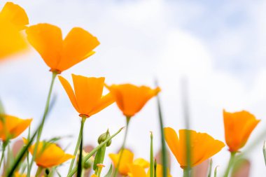 Eschscholzia California 'nın sarı çiçekleri mavi bir arka planda. Çiçek doğal arkaplan. Uzayı kopyala, sığ alan derinliğine sahip seçici odak..