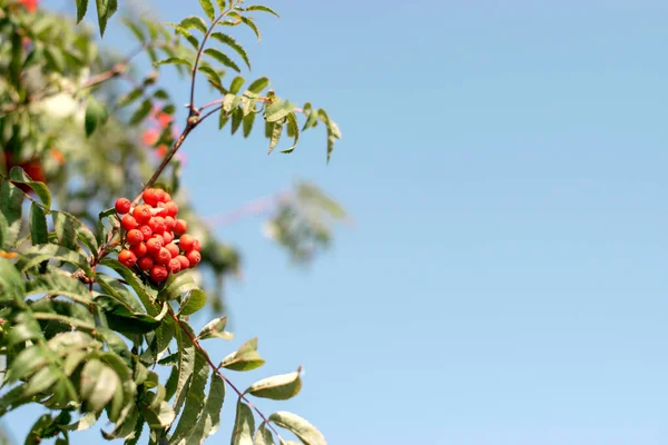 Branches Rowan Red Berries Background Blue Sky Autumn Natural Background — Stock Photo, Image