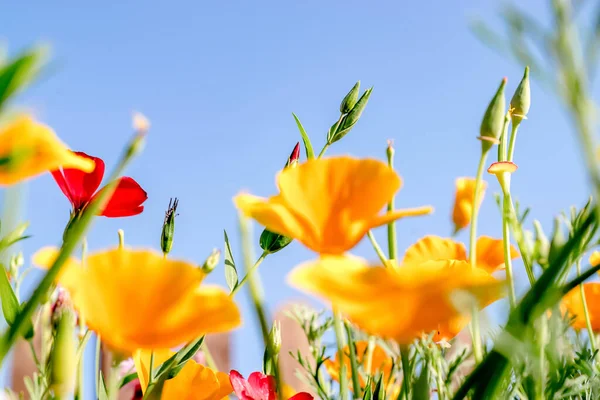 Жовті Квіти Халіфорниці Фоні Блакитного Неба Квітковий Природний Фон Літня — стокове фото