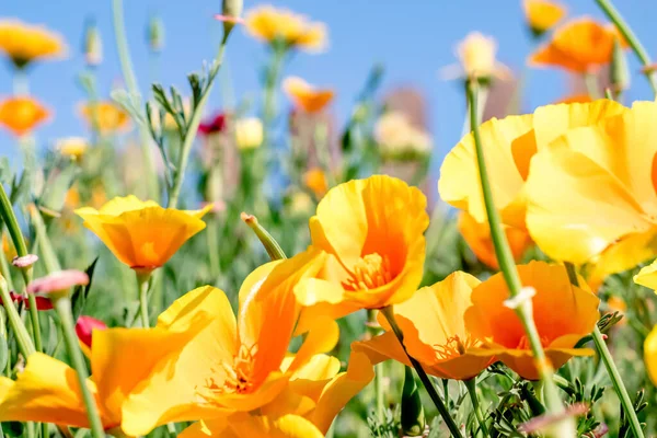 Eschscholzia California 'nın sarı çiçekleri mavi bir arka planda. Çiçek doğal arkaplan. Daha sığ bir alan derinliği olan seçici bir odak noktası..