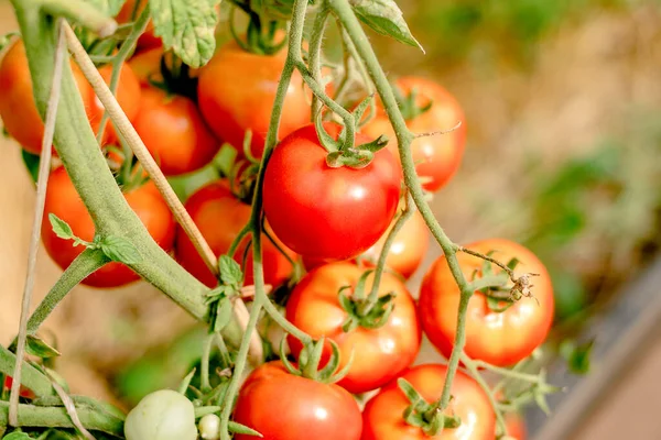 Los Tomates Rojos Maduros Crecen Arbusto Invernadero Concepto Verano Cosecha — Foto de Stock