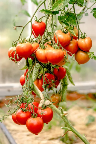 Los Tomates Rojos Maduros Crecen Arbusto Invernadero Concepto Verano Cosecha — Foto de Stock