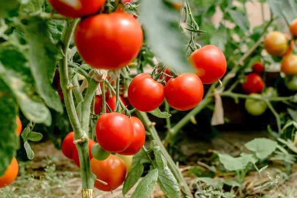 Los Tomates Rojos Maduros Crecen Arbusto Invernadero Concepto Verano Cosecha Imagen de stock