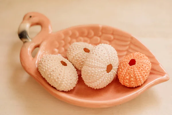 Pink sea urchin shells on a pink creative plate in the form of a flamingo.Elements of the home interior.Material for craft products.Creative background.Selective focus.