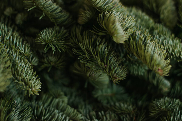 Fir branches in close-up.Natural background.New Year and Christmas concept.Selective focus.