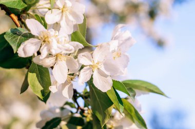 Mavi gökyüzünün arka planında çiçek açan elma ağacı. Doğal ve çiçekli arka plan. Boşluğu kopyala.