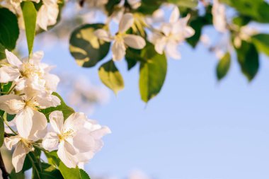 Mavi gökyüzünün arka planında çiçek açan elma ağacı. Doğal ve çiçekli arka plan.