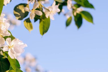Mavi gökyüzünün arka planında çiçek açan elma ağacı. Doğal ve çiçekli arka plan. Boşluğu kopyala.