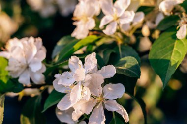 Çiçek açan elma ağacı yakın plan. Doğal ve çiçekli arka plan. Odaklan..