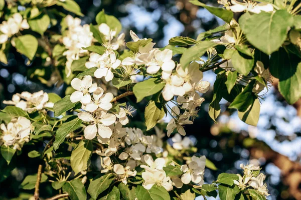 Blooming Apple Tree Close Natural Floral Background Selective Focus — Stock Photo, Image