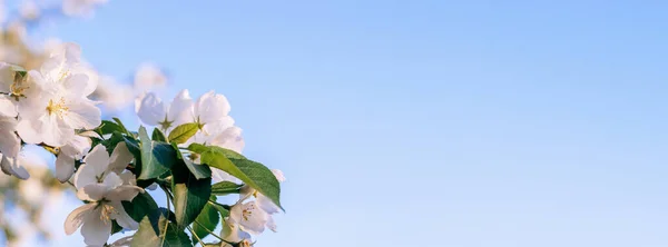 Virágzó Almafa Háttérben Kék Közel Természetes Virágos Háttér Másolás Tér — Stock Fotó