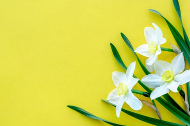 Sarı arka planda bir buket nergis. Minimalist ilkbahar kavramı. Kopya alanı, düz yatış..