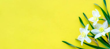 Sarı arka planda bir buket nergis. Minimalist ilkbahar kavramı. Kopya alanı, düz yatış..