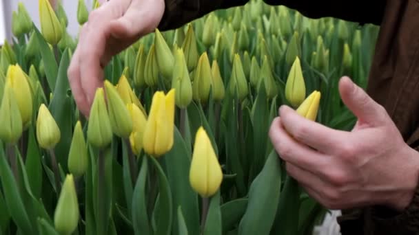 Sadzonki Kwitnä Cych Żółtych Tulipanã Szklarni Niewielki Biznes Spring Koncept — Wideo stockowe