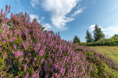 Heather dağlarda yüksek sakallı. Champs du feu, Vosges, Fransa.