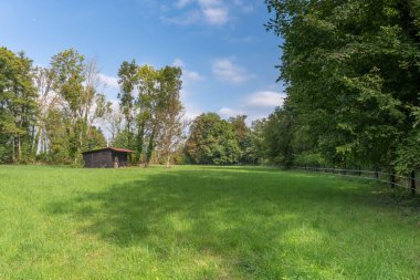 Güneşli bir sabahta ormanda yeşil çayır. Alsace, Fransa.