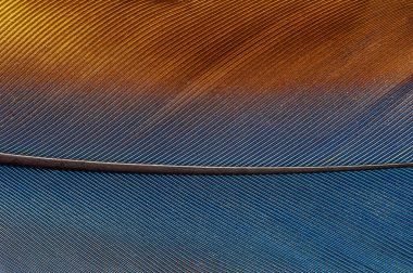 Parlak renkli papağan tüylerinin ayrıntıları.