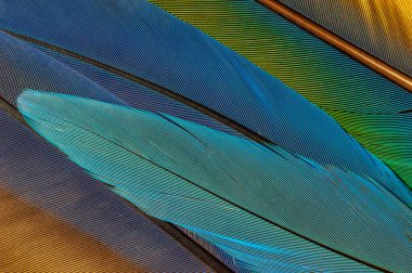 Parlak renkli papağan tüylerinin ayrıntıları.