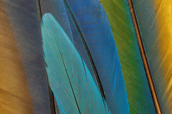 Detail Parrot Feathers Bright Colors — Stock Photo, Image