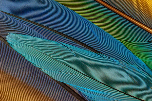 Parlak renkli papağan tüylerinin ayrıntıları.