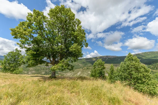 Árvore Limão Topo Uma Montanha Drome França Provence — Fotografia de Stock