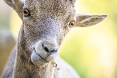 Büyük Paradis Ulusal Parkı 'ndaki İtalyan Alpleri' nin kayalık dağlarında yaşayan Ibex..
