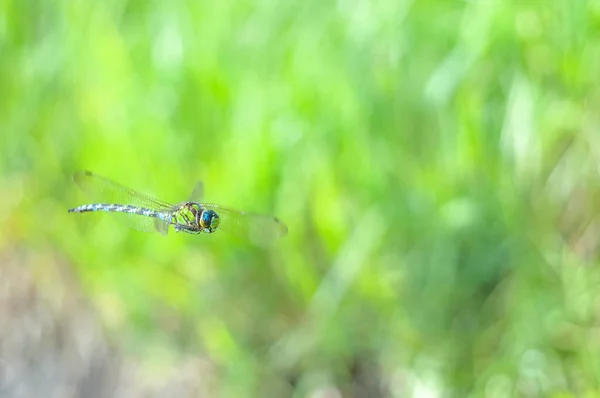 Άνοιξη Aeschne Dragonfly Πτήση Πάνω Από Έναν Βάλτο Γαλλία Ευρώπη — Φωτογραφία Αρχείου