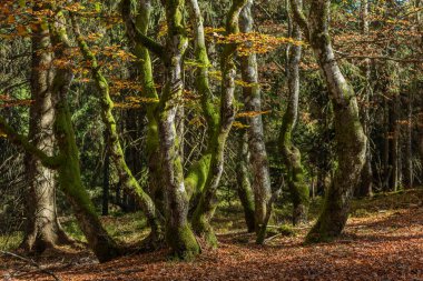 Sonbaharda dağdaki kayın ormanı. Vosges, Fransa.