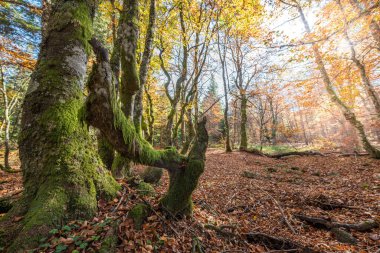 Sonbaharda dağdaki kayın ormanı. Vosges, Fransa.