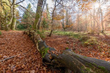 Sonbaharda dağdaki kayın ormanı. Vosges, Fransa.