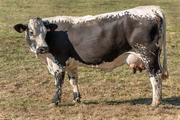Vosges dağlarındaki bir ineğin portresi. Fransa, Avrupa.
