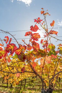 Sonbaharda sarı yapraklı Alsace üzüm bağı. Alsace, Fransa, Avrupa.