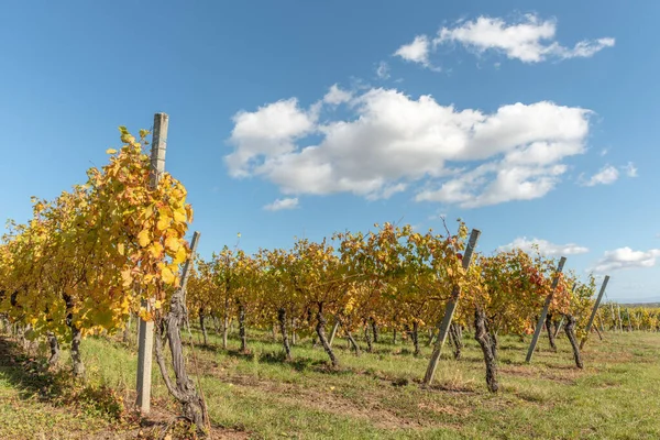 Jesienią Winnica Alzacji Żółtymi Liśćmi Alzacja Francja Europa — Zdjęcie stockowe