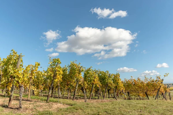 Elsässer Weinberg Herbst Mit Gelben Blättern Elsass Frankreich Europa — Stockfoto