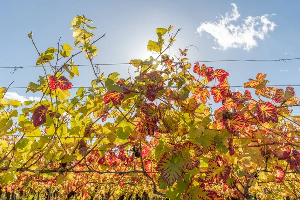 Viña Alsacia Otoño Con Hojas Amarillas Alsacia Francia Europa —  Fotos de Stock