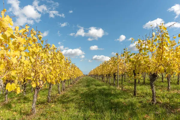 Viña Alsacia Otoño Con Hojas Amarillas Alsacia Francia Europa —  Fotos de Stock